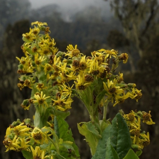 DENDROSENECIO ERICI-ROSENII